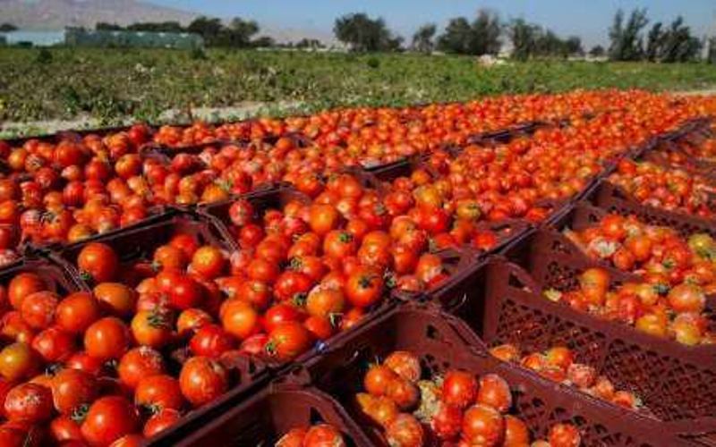 صادرات رب گوجه فرنگی