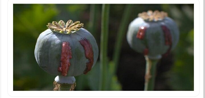 هشدار دادستان کرمانشاه به کشت کنندگان خشخاش : برخورد دستگاه قضایی جدی و قاطع است